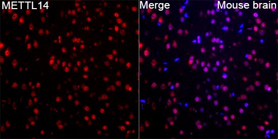 METTL14 Antibody