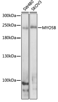 Myosin VB Antibody