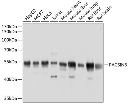 PACSIN3 Antibody