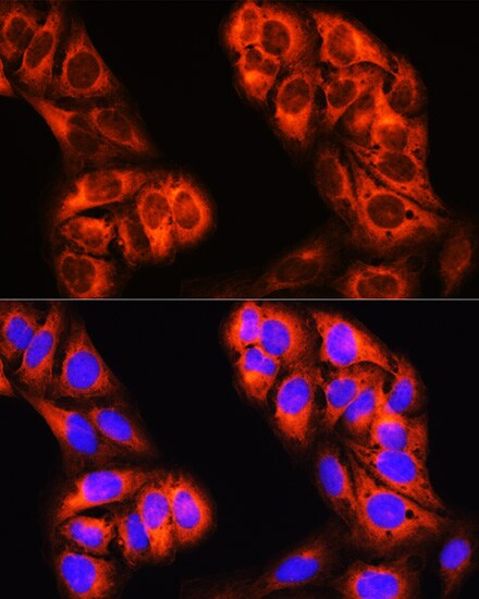 MTHFD1 Antibody