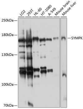 Symplekin Antibody