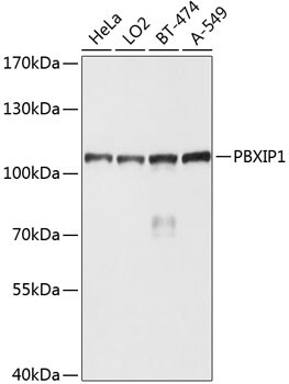 PBXIP1 Antibody