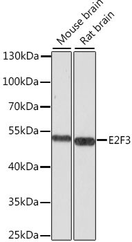 E2F3 Antibody