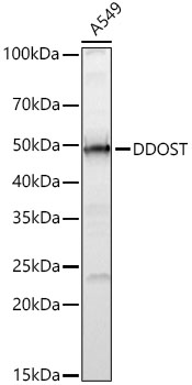 DDOST Antibody