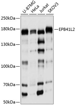 EPB4IL2 Antibody