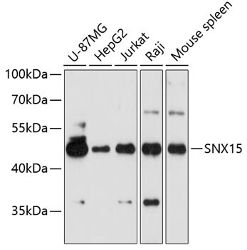 SNX15 Antibody