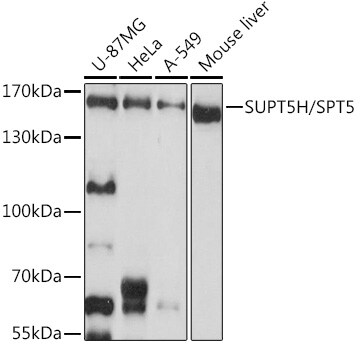 SUPT5H Antibody
