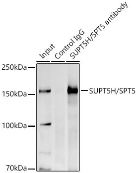 SUPT5H Antibody