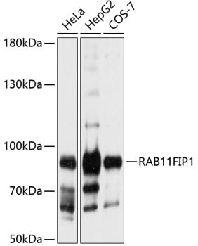 FIP1/RCP Antibody