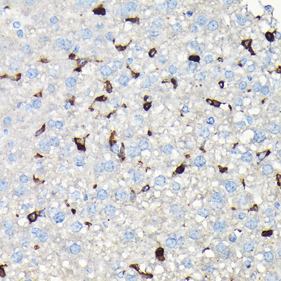 Coronin-1a Antibody
