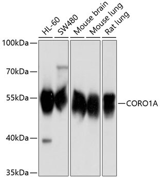 Coronin-1a Antibody