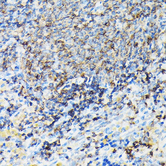 Coronin-1a Antibody