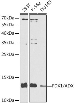 FDX1 Antibody
