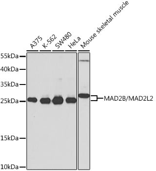 MAD2L2 Antibody