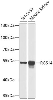 RGS14 Antibody