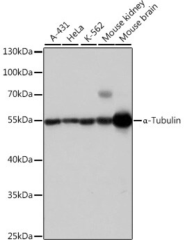 alpha Tubulin 4a Antibody