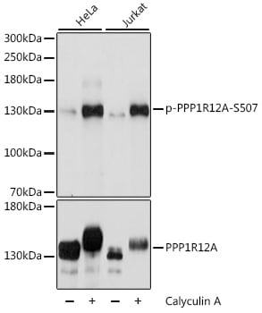 Myosin Phosphatase [p Ser507] Antibody
