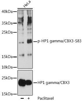 CBX3 [p Ser83] Antibody