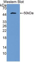 IFN-alpha G/IFNA5 Antibody (C2)