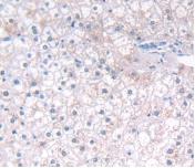 IFN-alpha G/IFNA5 Antibody (C2)