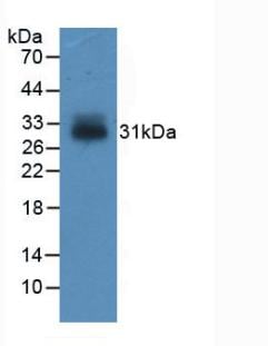 IGFBP-4 Antibody (C15)