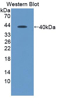 CXCL12/SDF-1 Antibody (C3)