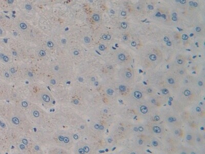 CXCL12/SDF-1 Antibody (C3)