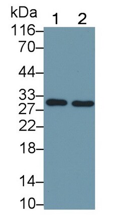 Flt-3 Ligand/FLT3L Antibody (D13)