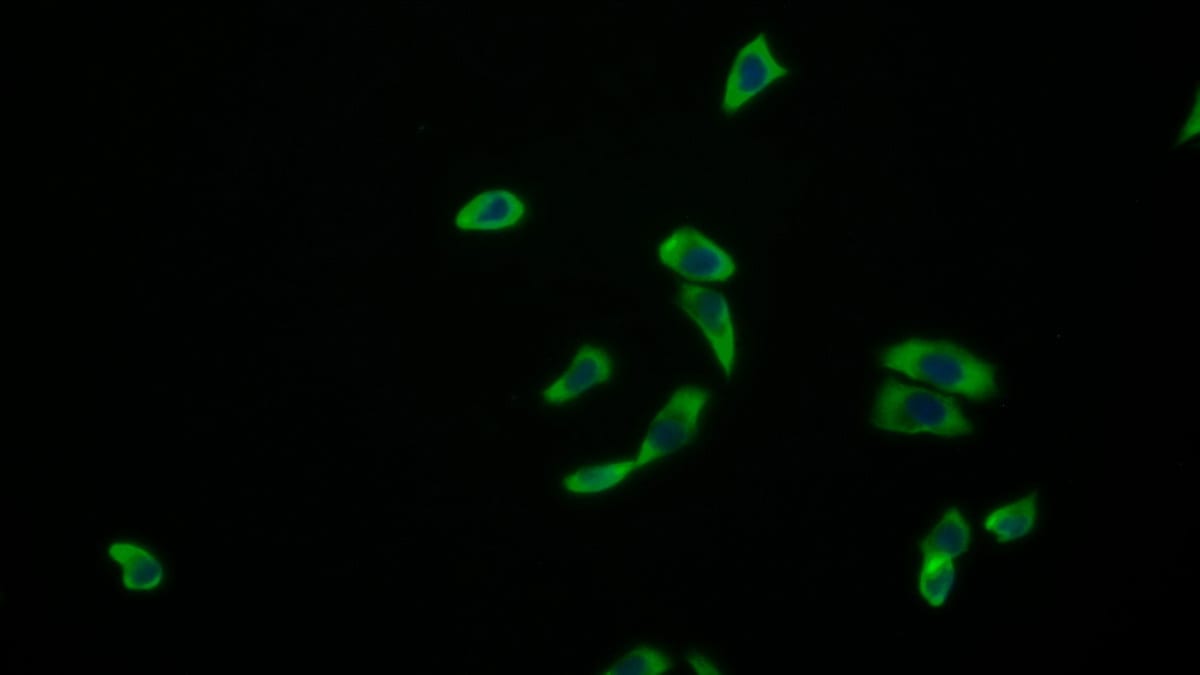 Amphiregulin Antibody (A3)