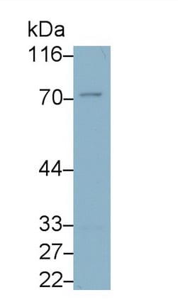 CD300a/LMIR1 Antibody (C4)