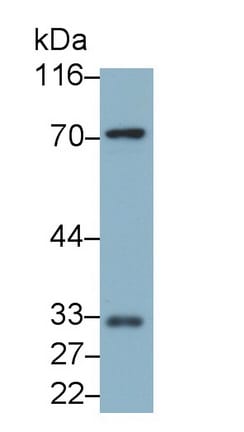 CD300a/LMIR1 Antibody (C9)