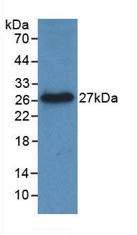 LIGHT/TNFSF14 Antibody (C1)