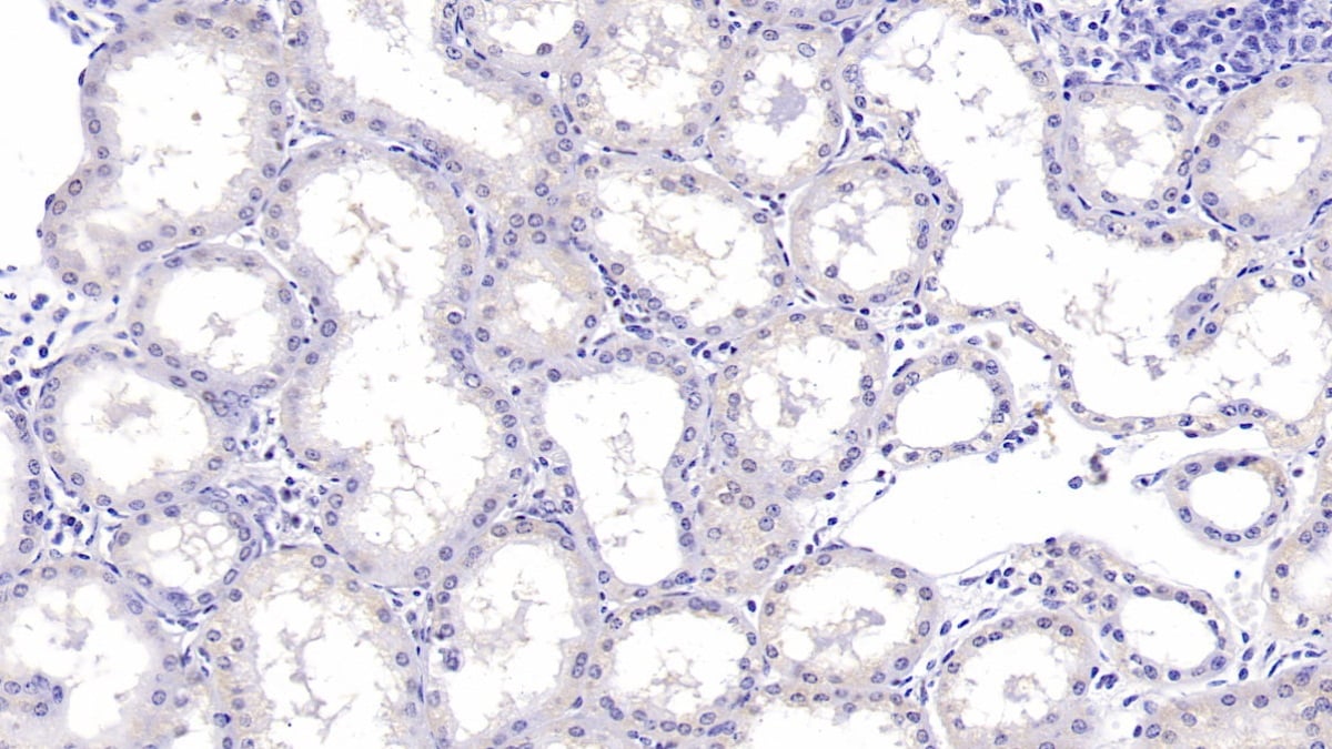 ERAF Antibody (C3)