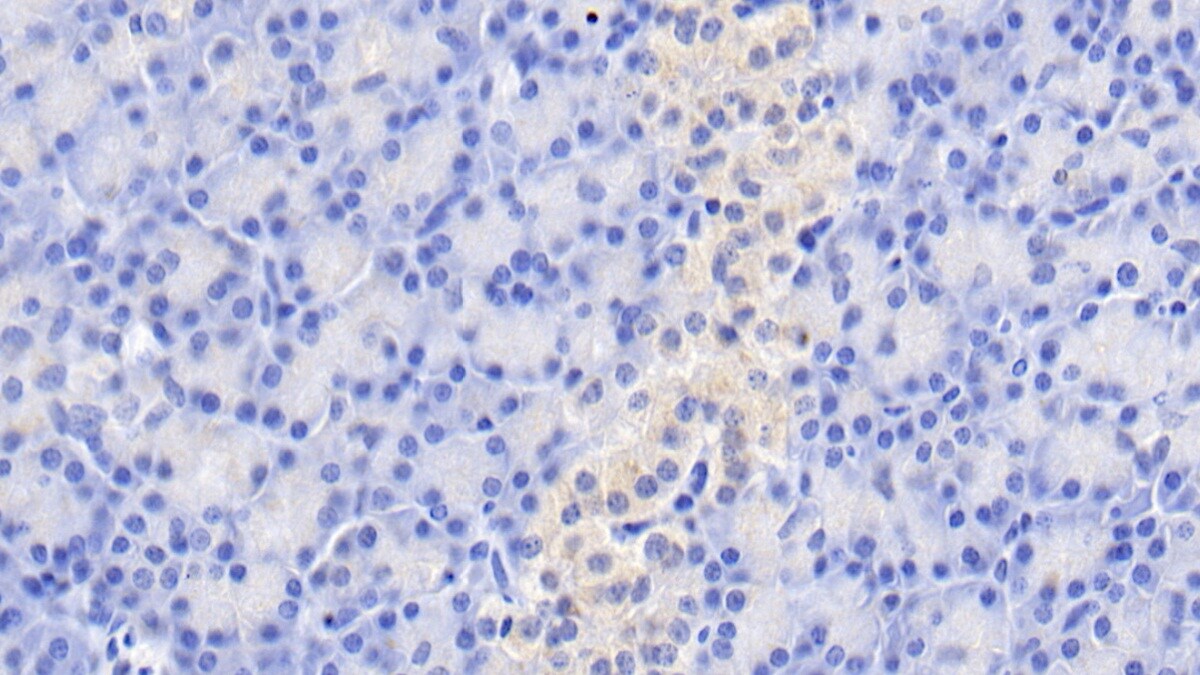 GIP Antibody (C2)