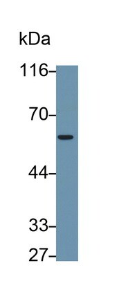 CD300a/LMIR1 Antibody (C12)
