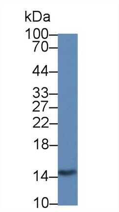 Galectin-2 Antibody (C6)