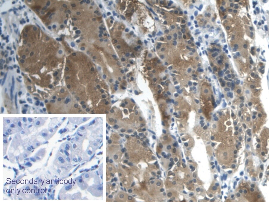 Galectin-2 Antibody (C6)
