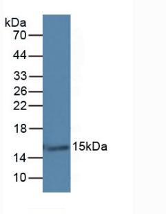 Galectin-7 Antibody (C2)
