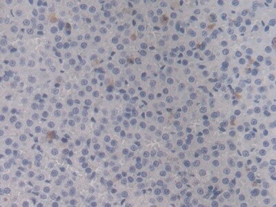 HSP20/HSPB6 Antibody (C10)