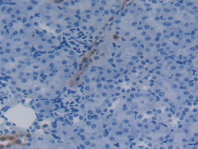 Apolipoprotein C4 Antibody