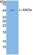 Apolipoprotein C4 Antibody