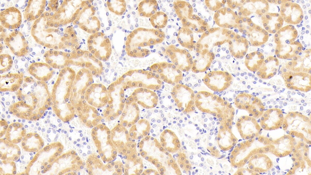 NOX3 Antibody