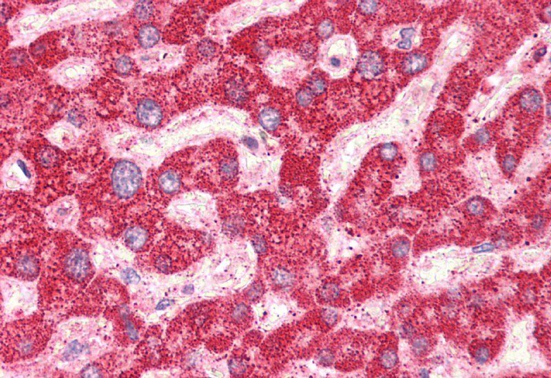 ART4 Antibody