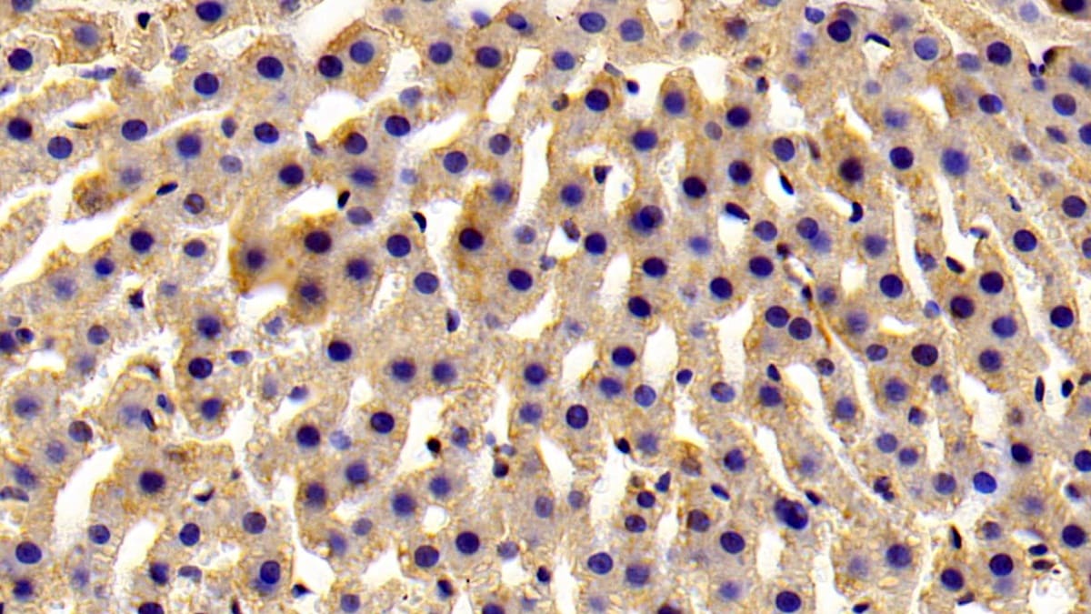 ART4 Antibody