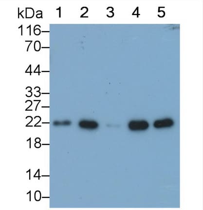 BID Antibody (C1)