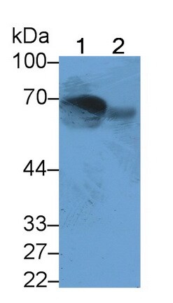 MASP2 Antibody (C3)