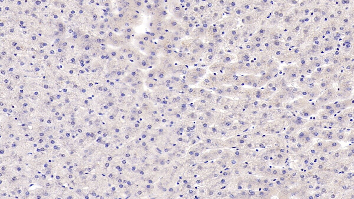 ERAF Antibody (C2)