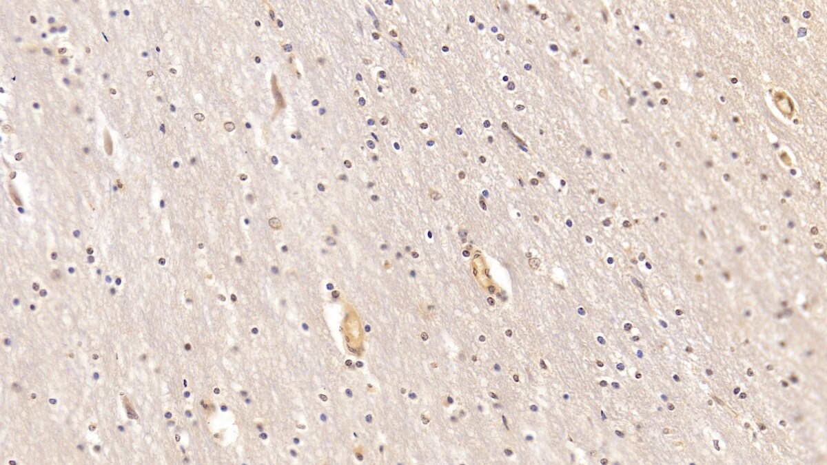 MOG Antibody (D8)