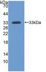 Laminin alpha 3 Antibody