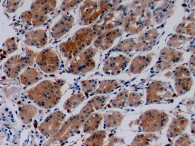 Collagen IV alpha3 Antibody